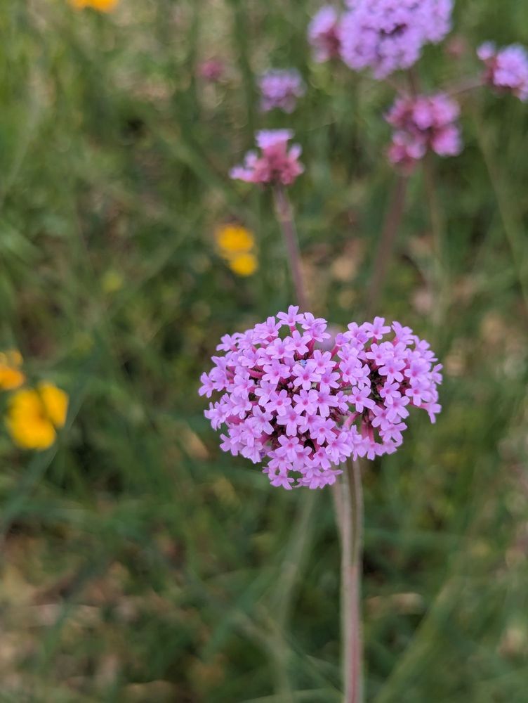 Pitt County Arboretum Image