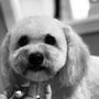 Photo of Gia Styles Grooming