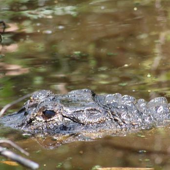 Big Cypress Bend Boardwalk - Parks Near Me - Naples, Florida