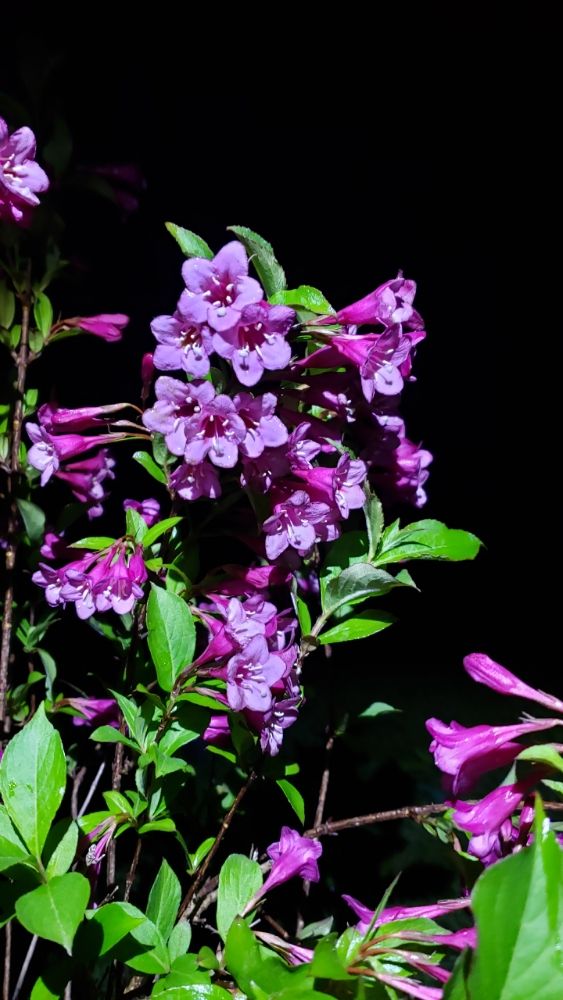 DUNN NURSERY Updated June 2024 8300 Coon Hill Rd, Munith, Michigan