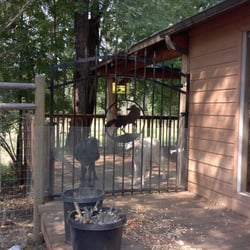 Rogue Wolf Ranch - The wolf dogs.