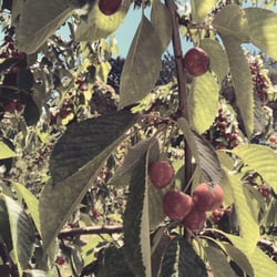 Cherryhill Orchards - Cherries