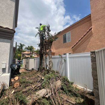 Lio’s Tree Service - Tree Services Near Me Lio’s Tree Service - Tree Services Near Me
