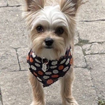 Bloomingtails Grooming - Pet Groomers Near Me - Staten Island, New York