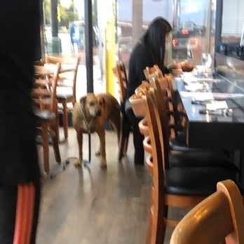 Shiku Sushi - Non-service dog walked around and greeted diners - Sushi Bars Near Me - La Jolla, California