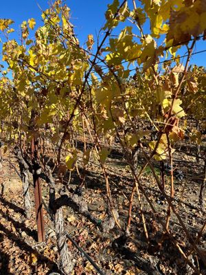 Black Stallion Estate Winery by null