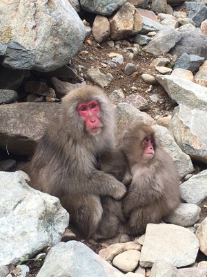 Jigokudani Yaen-Koen by null