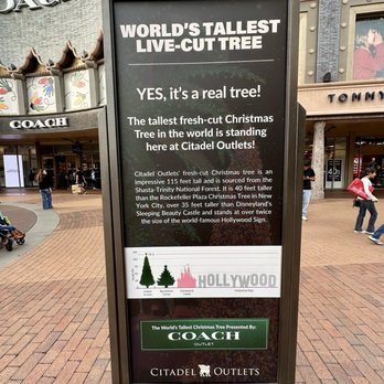 Citadel Outlets - Worlds tallest live cut tree @ The Citadel Outlet - Outlet Stores Near Me - Los Angeles, California