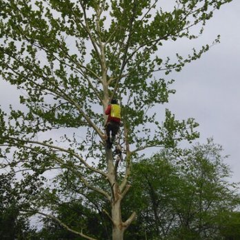 JED Enterprises Tree Service - Tree Services Near Me - Ladson, South Carolina JED Enterprises Tree Service - Tree Services Near Me - Ladson, South Carolina