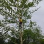 Photo of JED Enterprises Tree Service
