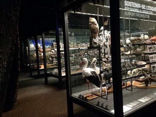 Museum of Natural Sciences of Barcelona by null