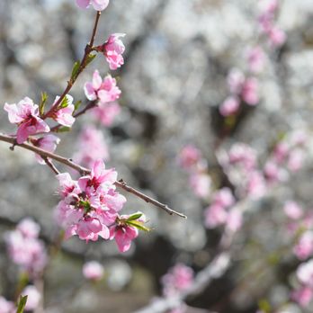 Rocky Top Fruit Farm - Peach blossoms backed by cherry blossoms - Pick Your Own Farms Near Me - Payson, Utah Rocky Top Fruit Farm - Peach blossoms backed by cherry blossoms - Pick Your Own Farms Near Me - Payson, Utah