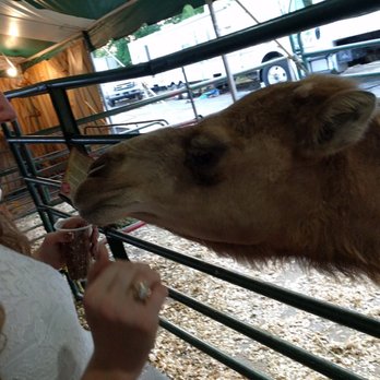 Oak Mountain State Fair - Sally the camel - Festivals Near Me - Pelham, Alabama Oak Mountain State Fair - Sally the camel - Festivals Near Me - Pelham, Alabama