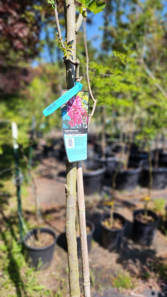 AZUSA GARDEN CENTRE Updated September 2024 14 Photos 14904 State