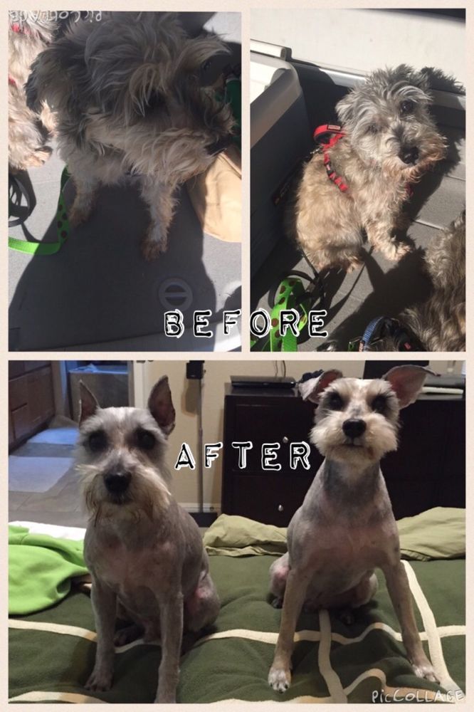 LUCKY DOGS CANINE GROOMING Updated October 2024 4458 E Huntsville