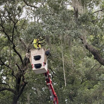 Jax Tree Removal - Crane bucket - Tree Services Near Me - Jacksonville, Florida