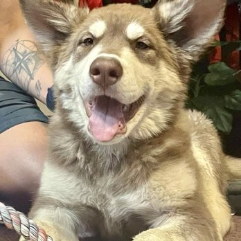 PAWS'itive Pals Dog Training - Pet Training Near Me - Grass Valley, California