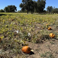 Little Field Farms - Self pick pumpkins