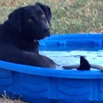 John Henry's Country Kennel - They have pool here, Mom!!! - Pet Sitting Near Me - Rozet, Wyoming John Henry's Country Kennel - They have pool here, Mom!!! - Pet Sitting Near Me - Rozet, Wyoming