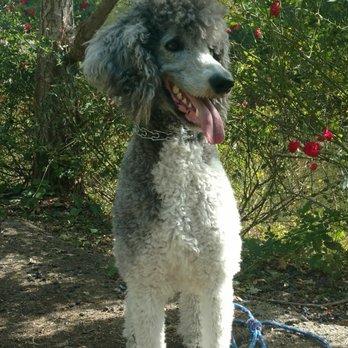 Silver Ace Poodles - Pluto - Pet Breeders Near Me - Elverta, California