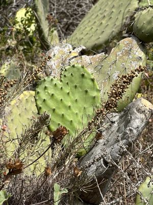 Garrapata State Park by null