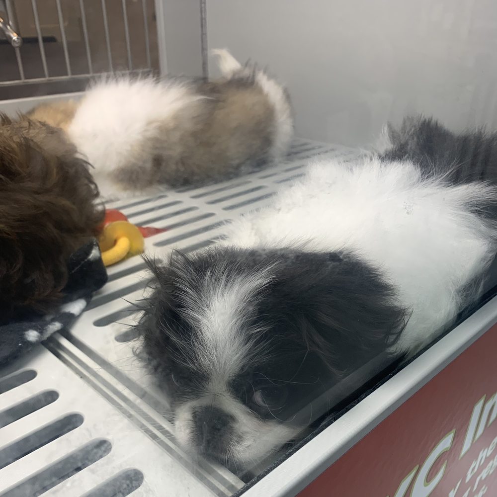Petland - Memphis - So cute!! - Pet Stores Near Me - Memphis, Tennessee