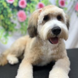 Spokane Dog Grooming - Such a good boy after his groom.