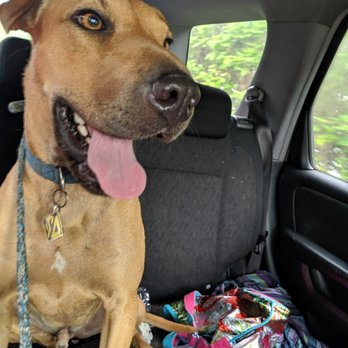 Pet Sit Stay - Dog Walkers Near Me Pet Sit Stay - Dog Walkers Near Me