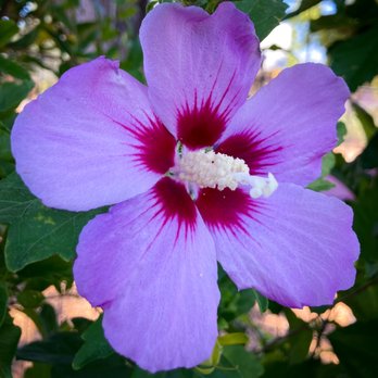 Blossoms - Florists Near Me - Cottonwood, California Blossoms - Florists Near Me - Cottonwood, California
