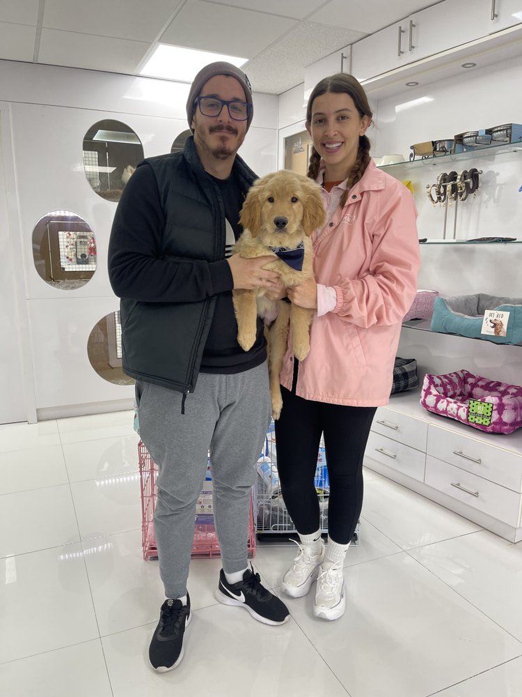 Puppies To Go Image