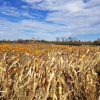 Potager Eardley - a field of corn and pumpkins - Fruits & Veggies Near Me - Gatineau, Quebec