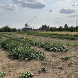 Hidden Acres Orchards - Veggie garden