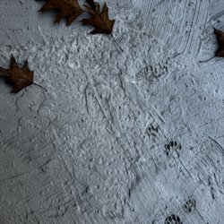 Davis Demolition and Dismantlement - Animal prints as whatever he used didn't dry for over 24 hours