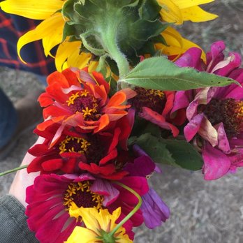 Washington Farms - My bounty from flower picking - Farmers Market Near Me - Bogart, Georgia Washington Farms - My bounty from flower picking - Farmers Market Near Me - Bogart, Georgia