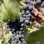 Photo of Matetic Vineyards
