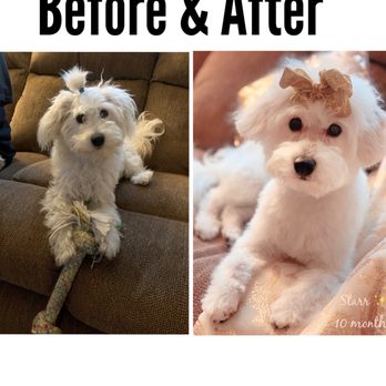 Doggy Dog Grooming - Starr before/after - Pet Groomers Near Me - Richmond, California Doggy Dog Grooming - Starr before/after - Pet Groomers Near Me - Richmond, California