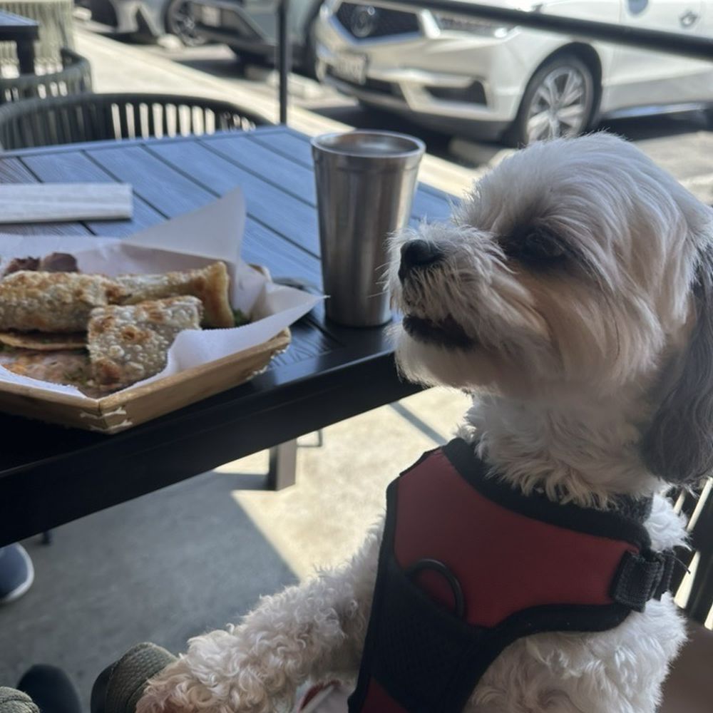 Noodle St - Our pup with his favorite beef sandwich roll. (Just a slice of the boiled beef) - Noodles Near Me - Fullerton, California