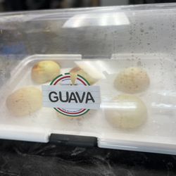 The Sisters Deli - Guava filled Pandebono.