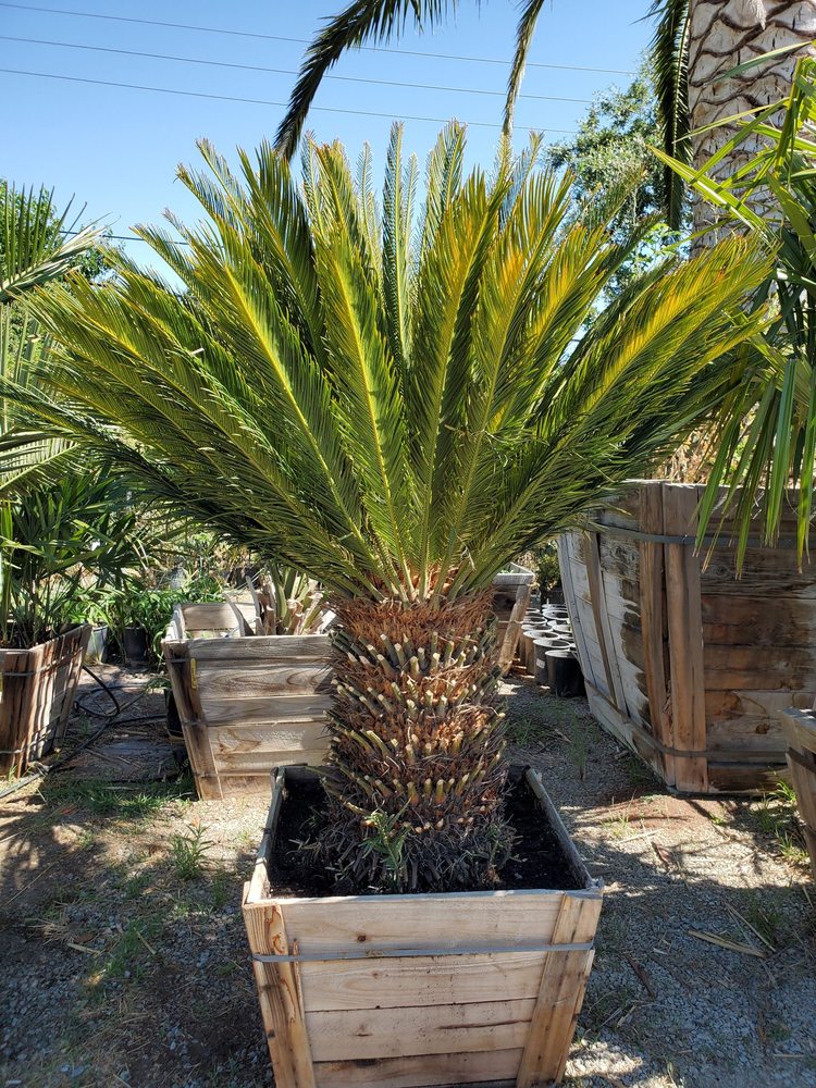 PALM ISLAND NURSERY Updated October 2024 15 Photos & 19 Reviews 5119 Quinn Rd, Vacaville