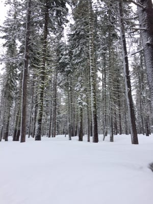 Royal Gorge Cross Country Ski Resort by null