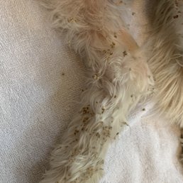 The grass seeds my dog picked up after playing for 20 minutes. The grass seeds my dog picked up after playing for 20 minutes.