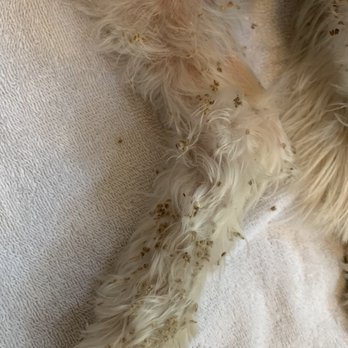 Foothills Park - The grass seeds my dog picked up after playing for 20 minutes. - Dog Parks Near Me - Glendale, Arizona Foothills Park - The grass seeds my dog picked up after playing for 20 minutes. - Dog Parks Near Me - Glendale, Arizona