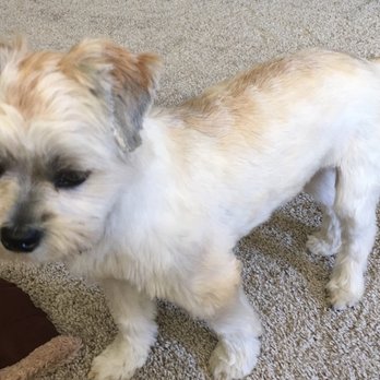 Jen's Pet Parlor - Pet Groomers Near Me - Gilbert, Arizona Jen's Pet Parlor - Pet Groomers Near Me - Gilbert, Arizona