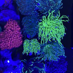 Poseidon Aquarium - Great coral selection!