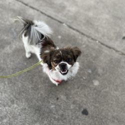 Wiggly Tails Dog Rescue - Mmmmkay let's go, I'm done