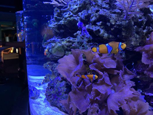 The Seas with Nemo & Friends by null