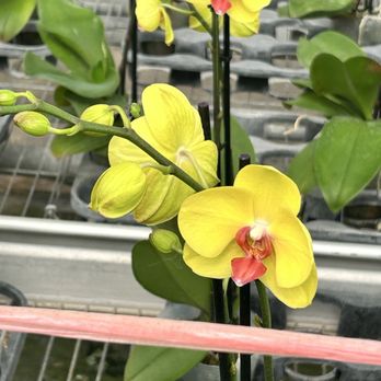 Formosa Orchid Nursery - Nurseries & Gardening Near Me - Houston, Texas Formosa Orchid Nursery - Nurseries & Gardening Near Me - Houston, Texas