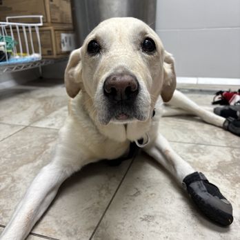 Amar Glen Veterinary Hospital - Our boy getting checked at Amar Glen - Veterinarians Near Me - La Puente, California Amar Glen Veterinary Hospital - Our boy getting checked at Amar Glen - Veterinarians Near Me - La Puente, California