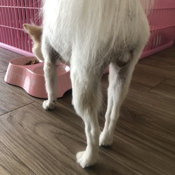 PetSmart - None of her hair is cut evenly - Pet Training Near Me - Dallas, Texas PetSmart - None of her hair is cut evenly - Pet Training Near Me - Dallas, Texas