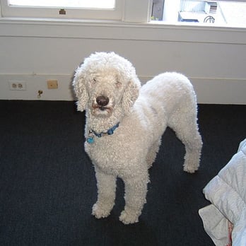 ClearLink Concierge - Yogi is ready for his walk - Dog Walkers Near Me - San Francisco, California ClearLink Concierge - Yogi is ready for his walk - Dog Walkers Near Me - San Francisco, California